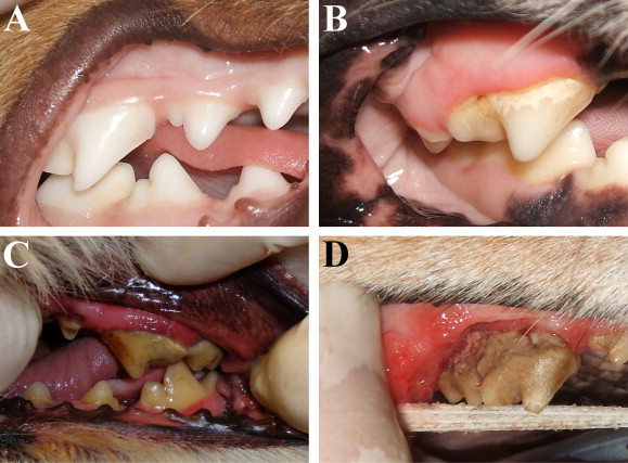 A) zdravé zuby a zdravá dáseň
B) plak a počínající zánět dásní
C) zubní kámen a zánět dásní
D) poškození závěsného aparátu zubu